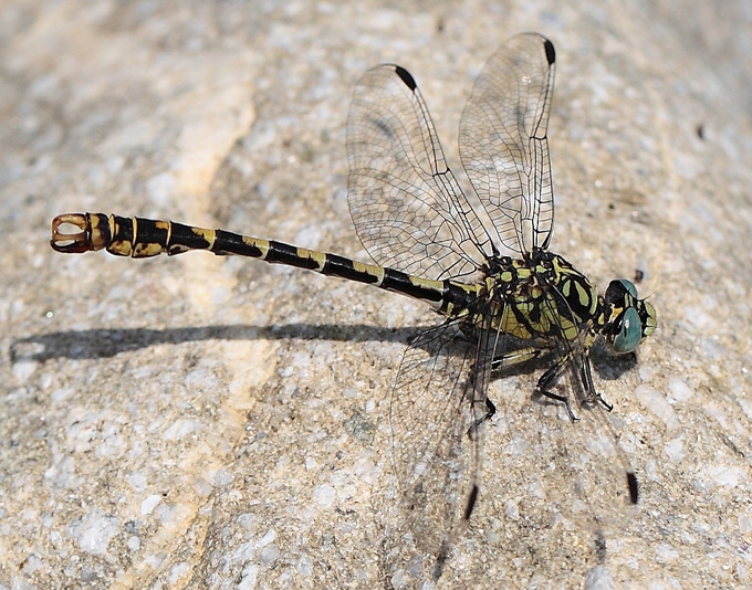 Onychogomphus forcipatus unguiculatus